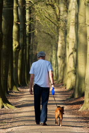 Man and dog walking in forest lane